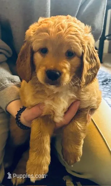 Adventure Buddy – Miniature Golden Retriever puppy for sale in Green Bay, WI