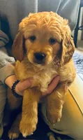Adventure Buddy, a male Miniature Golden Retriever for sale in Green Bay, WI – Photo 1 of 6