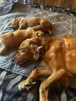 Adventure Buddy, a male Miniature Golden Retriever for sale in Green Bay, WI – Photo 5 of 6