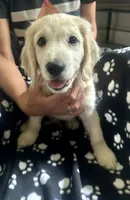 Calm and Snuggly Green Collar, a male Miniature Golden Retriever for sale in Green Bay, WI – 4 of 6