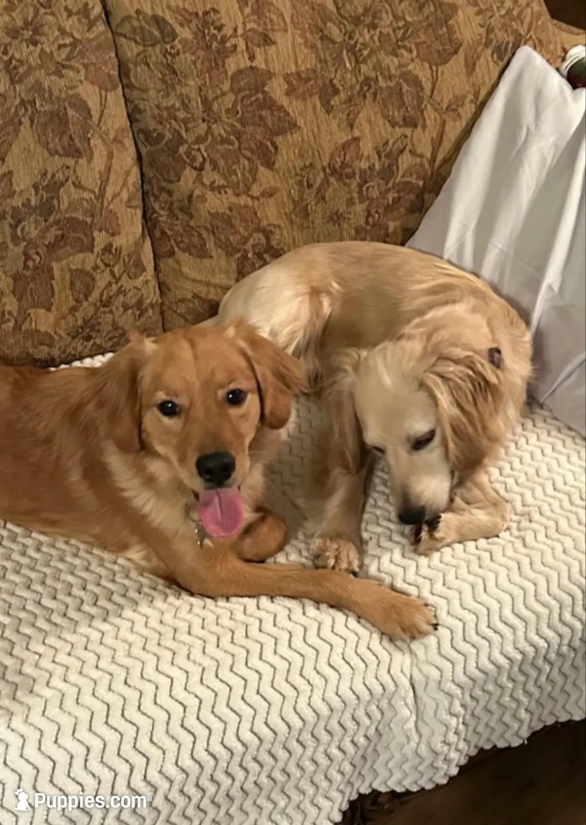 Finally!, a male Miniature Golden Retriever for sale in Green Bay, WI – 8 of 9