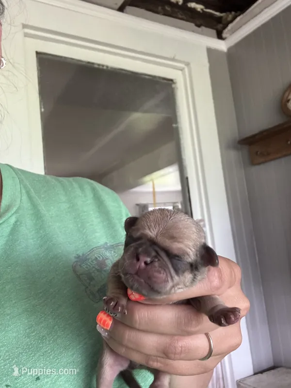 Puppy 1 – Pug puppy for sale in Howe, IN
