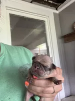 Puppy 1, a male Pug for sale in Howe, IN – 1 of 2