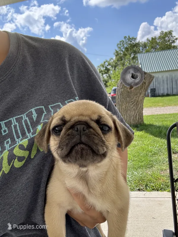 Puppy 4 – Pug puppy for sale in Howe, IN