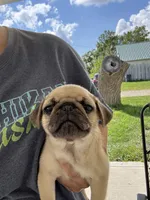Puppy 4, a male Pug for sale in Howe, IN – 1 of 1