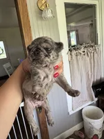 Puppy 5, a female Pug for sale in Howe, IN – 1 of 3