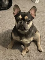 Bentley, a male French Bulldog for sale in Howe, IN – Photo 1 of 2