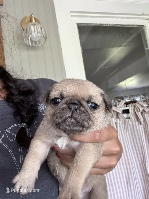 Puppy 4 – Pug puppy for sale in Howe, IN