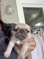 Puppy 4, a male Pug for sale in Howe, IN – 1 of 4