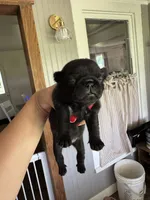 Puppy 3, a female Pug for sale in Howe, IN – 1 of 3