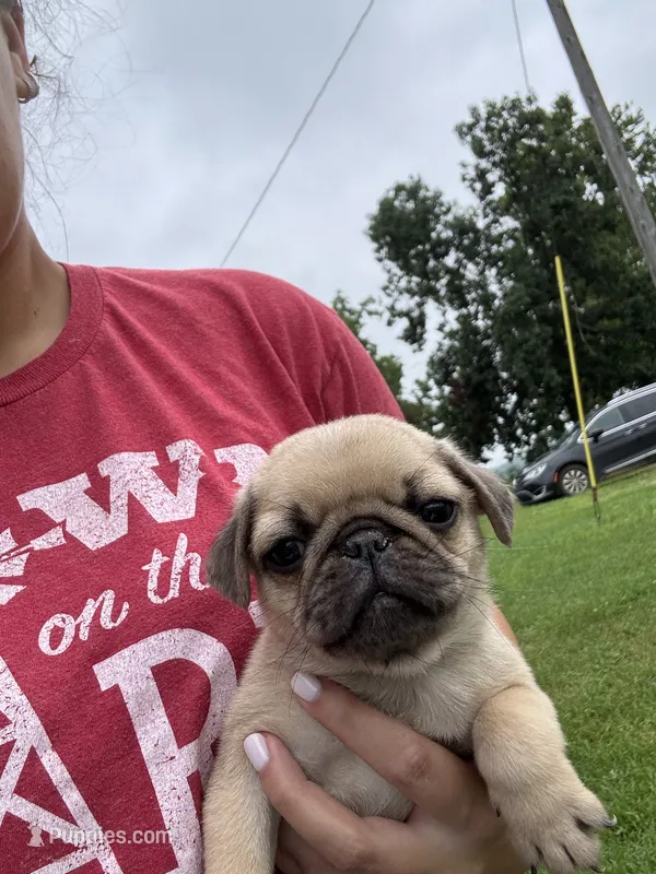 Puppy 4 – Pug puppy for sale in Howe, IN