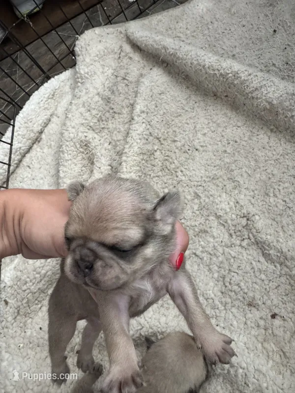 Puppy 1 – Pug puppy for sale in Howe, IN