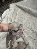 Puppy 1, a male Pug for sale in Howe, IN – 1 of 3