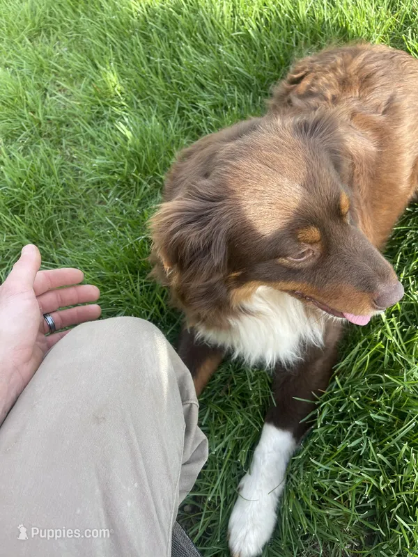 Sadie, a female Australian Shepherd for sale in Howe, IN – Photo 1 of 3