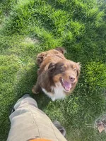 Sadie, a female Australian Shepherd for sale in Howe, IN – Photo 3 of 3