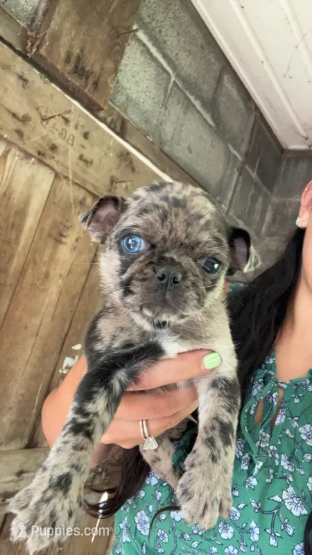 Puppy 2 – Pug puppy for sale in Howe, IN