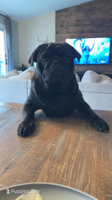 Bruno, a male Pug for sale in Howe, IN – Photo 1 of 2