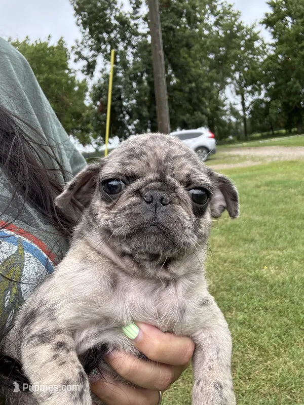 Puppy 5 – Pug puppy for sale in Howe, IN