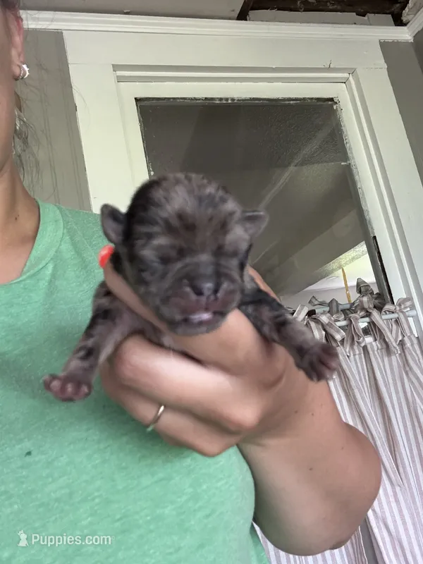 Puppy 2 – Pug puppy for sale in Howe, IN