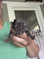 Puppy 2, a male Pug for sale in Howe, IN – 1 of 2