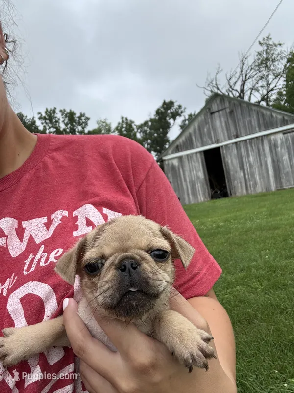 Puppy 1 – Pug puppy for sale in Howe, IN