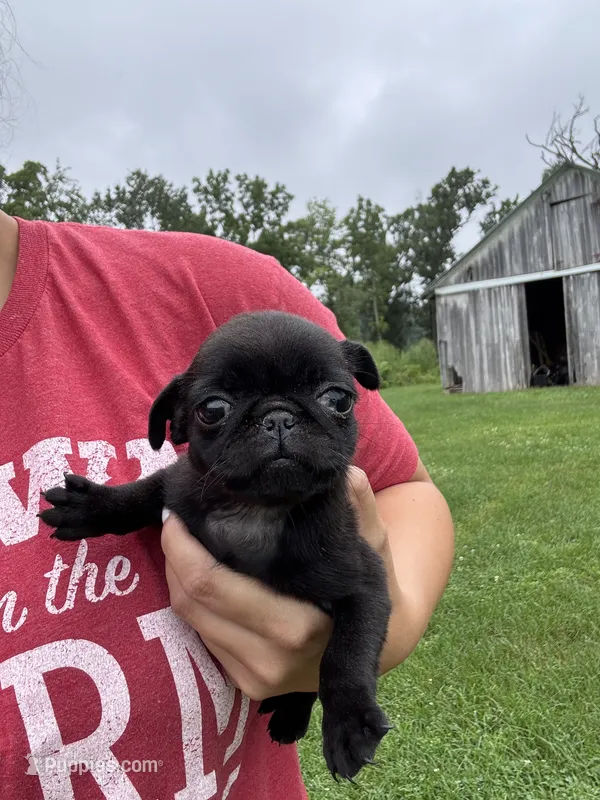 Puppy 3 – Pug puppy for sale in Howe, IN