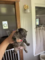 Puppy 2, a male Pug for sale in Howe, IN – 2 of 4