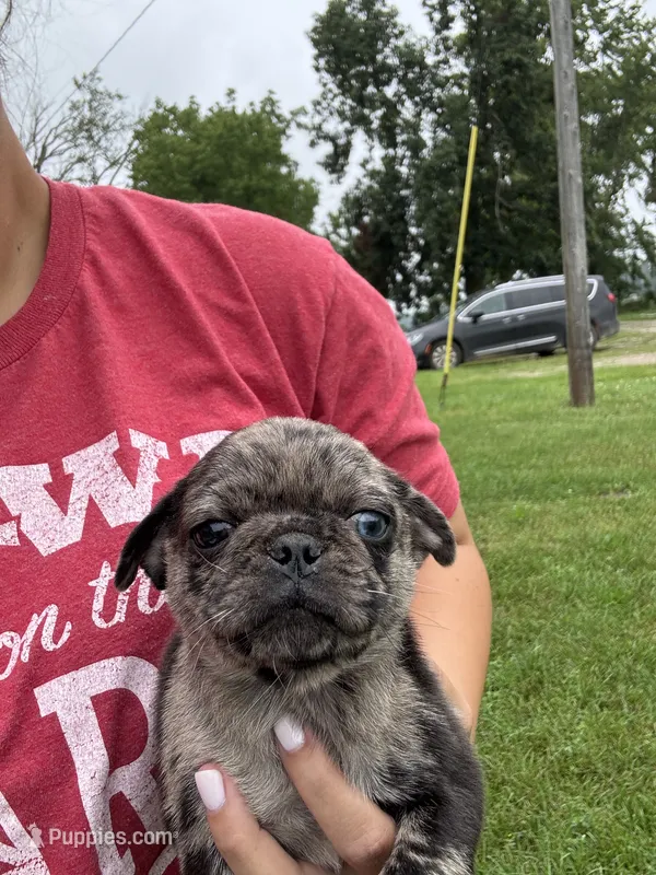 Puppy 2 – Pug puppy for sale in Howe, IN