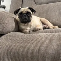 Remi, a female Pug for sale in Howe, IN – 1 of 1