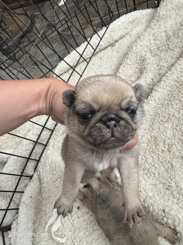 Puppy 4 – Pug puppy for sale in Howe, IN