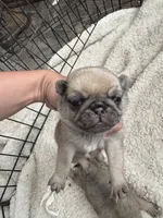 Puppy 4, a male Pug for sale in Howe, IN – 2 of 4