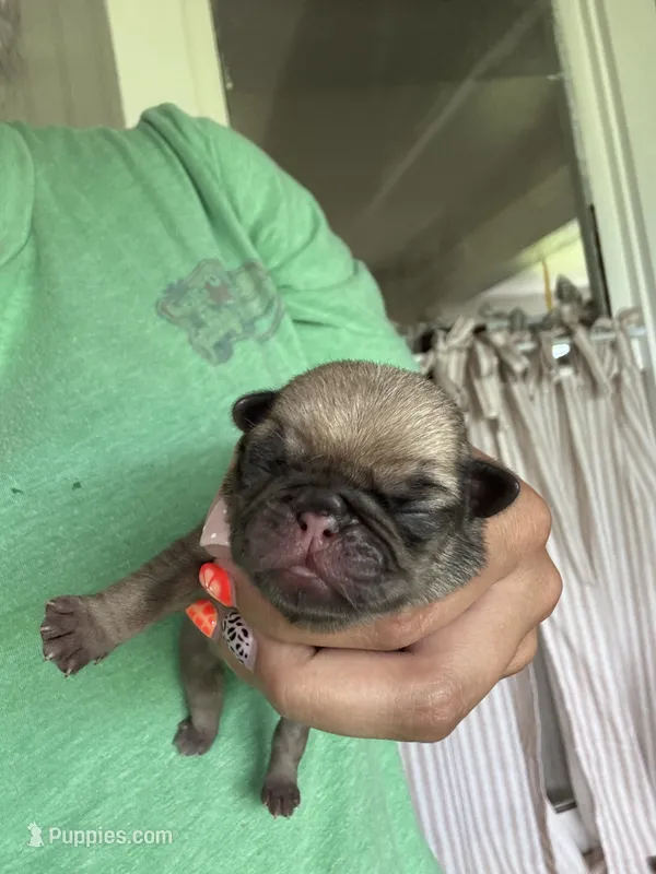 Puppy 4 – Pug puppy for sale in Howe, IN