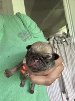 Puppy 4, a male Pug for sale in Howe, IN – 1 of 2