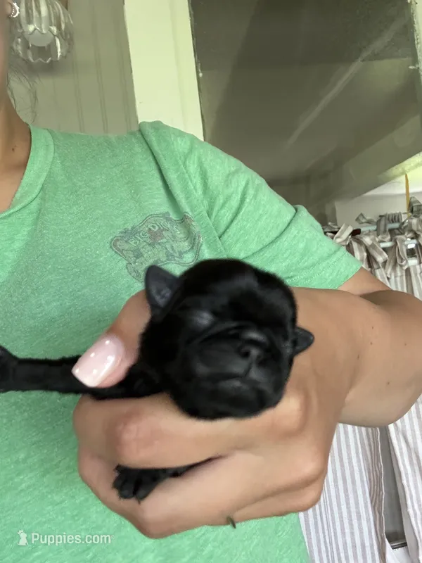 Puppy 3 – Pug puppy for sale in Howe, IN
