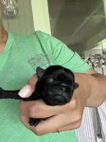 Puppy 3, a female Pug for sale in Howe, IN – 1 of 2