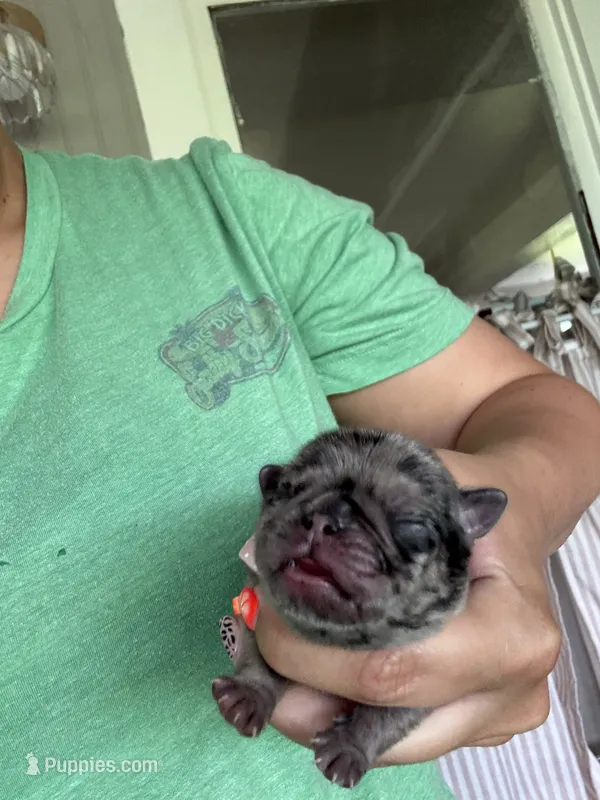 Puppy 5 – Pug puppy for sale in Howe, IN