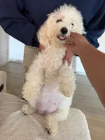 Arlo, a male Bichon Frise for sale in Lawrenceville, GA – 2 of 5