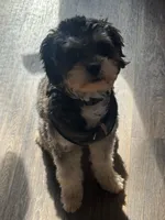 Arlo, a male Bichon Frise for sale in Lawrenceville, GA – 3 of 5