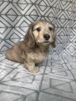 Grace - Cream Brindle Dapple Silky Wirehair Dachshund, a female Miniature Dachshund for sale in Pauls Valley, OK – 9 of 10