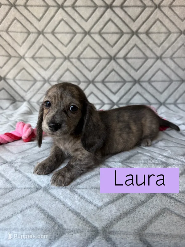 Laura - Cream Brindle Longhair Dachshund  – Miniature Dachshund puppy for sale in Pauls Valley, OK