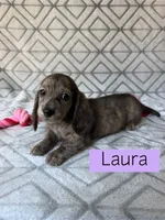 Laura - Cream Brindle Longhair Dachshund , a female Miniature Dachshund for sale in Pauls Valley, OK – 1 of 10
