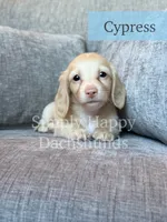 Cypress - Cream Longhair, a male Miniature Dachshund for sale in Pauls Valley, OK – 7 of 10