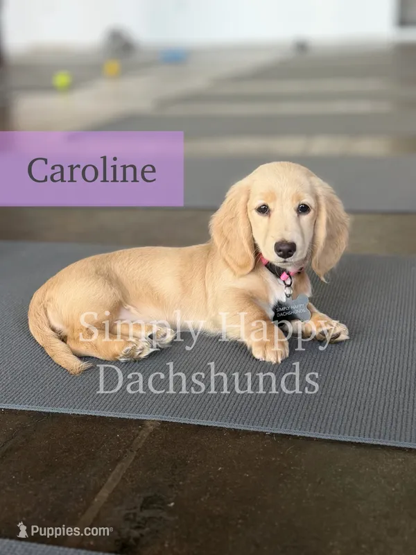Caroline - Cream Longhair Dachshund – Miniature Dachshund puppy for sale in Pauls Valley, OK