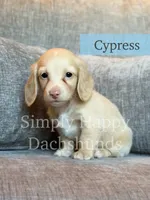 Cypress - Cream Longhair, a male Miniature Dachshund for sale in Pauls Valley, OK – 4 of 10