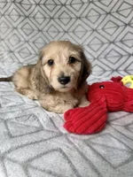 Albert - Cream Silky Wirehair Dachshund, a male Miniature Dachshund for sale in Pauls Valley, OK – 9 of 10