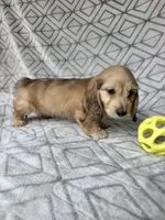 Albert - Cream Silky Wirehair Dachshund, a male Miniature Dachshund for sale in Pauls Valley, OK – 7 of 10