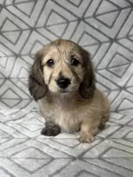 Carrie - Cream Brindle Dapple Silky Wirehair Dachshund, a female Miniature Dachshund for sale in Pauls Valley, OK – 3 of 10