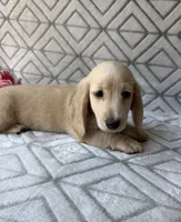 Caroline - Cream Longhair Dachshund, a female Miniature Dachshund for sale in Pauls Valley, OK – 8 of 10