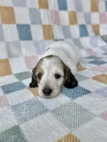 Aspen - Cream Piebald Longhair Dachshund, a male Miniature Dachshund for sale in Pauls Valley, OK – 10 of 10