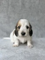 Aspen - Cream Piebald Longhair Dachshund, a male Miniature Dachshund for sale in Pauls Valley, OK – 4 of 10